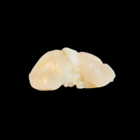 Hình ảnh Nigiri Hotate - Nigiri Sò Điệp (2 viên)