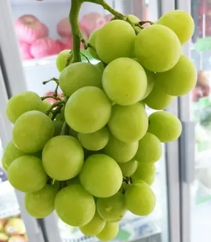 Hình ảnh Nho Xanh Úc Không Hạt (Hộp 500g)