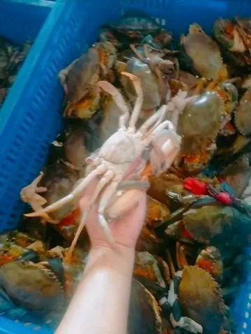 Hình ảnh Sét cua sống 3con nhỏ 
