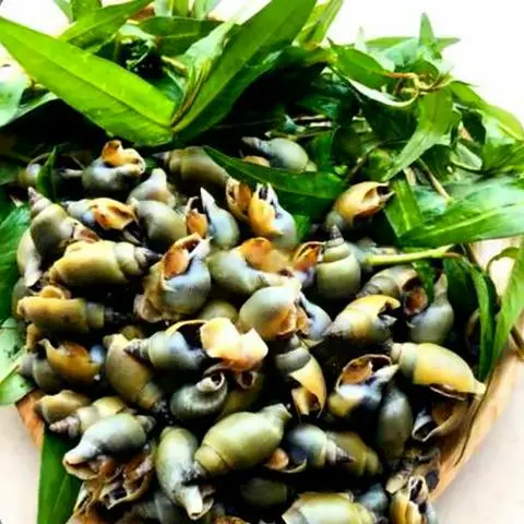Hình ảnh Ốc Cà Na Hấp Thái