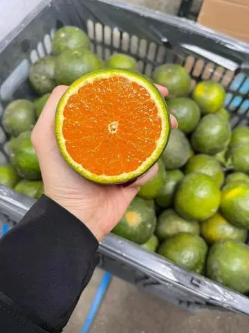 Hình ảnh cam vắt 