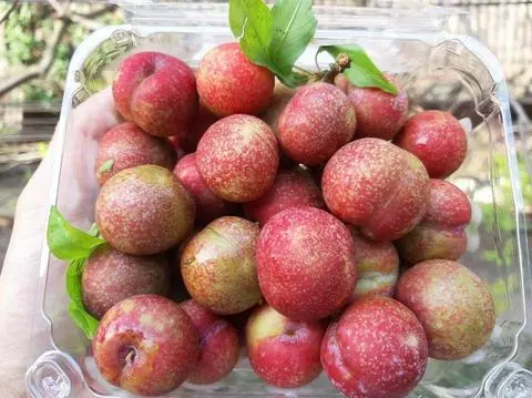 Hình ảnh Mận Hà Nội 500gr