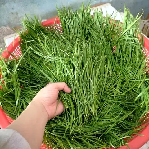 Hình ảnh Hẹ Sẻ Phú Yên Cọng Nhỏ - 1 lạng