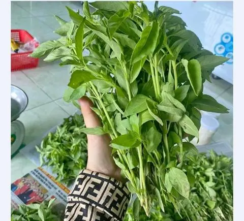Hình ảnh rau é thêm bán kèm lẩu