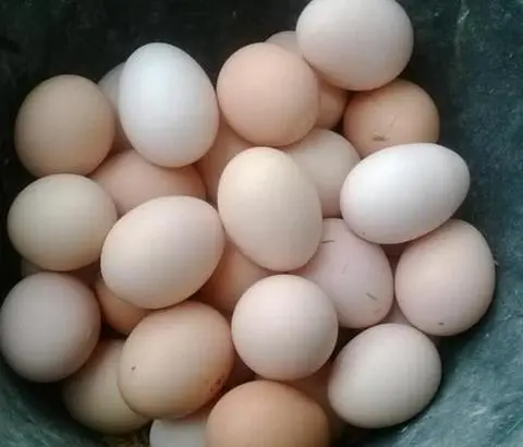 Hình ảnh trứng gà vữa