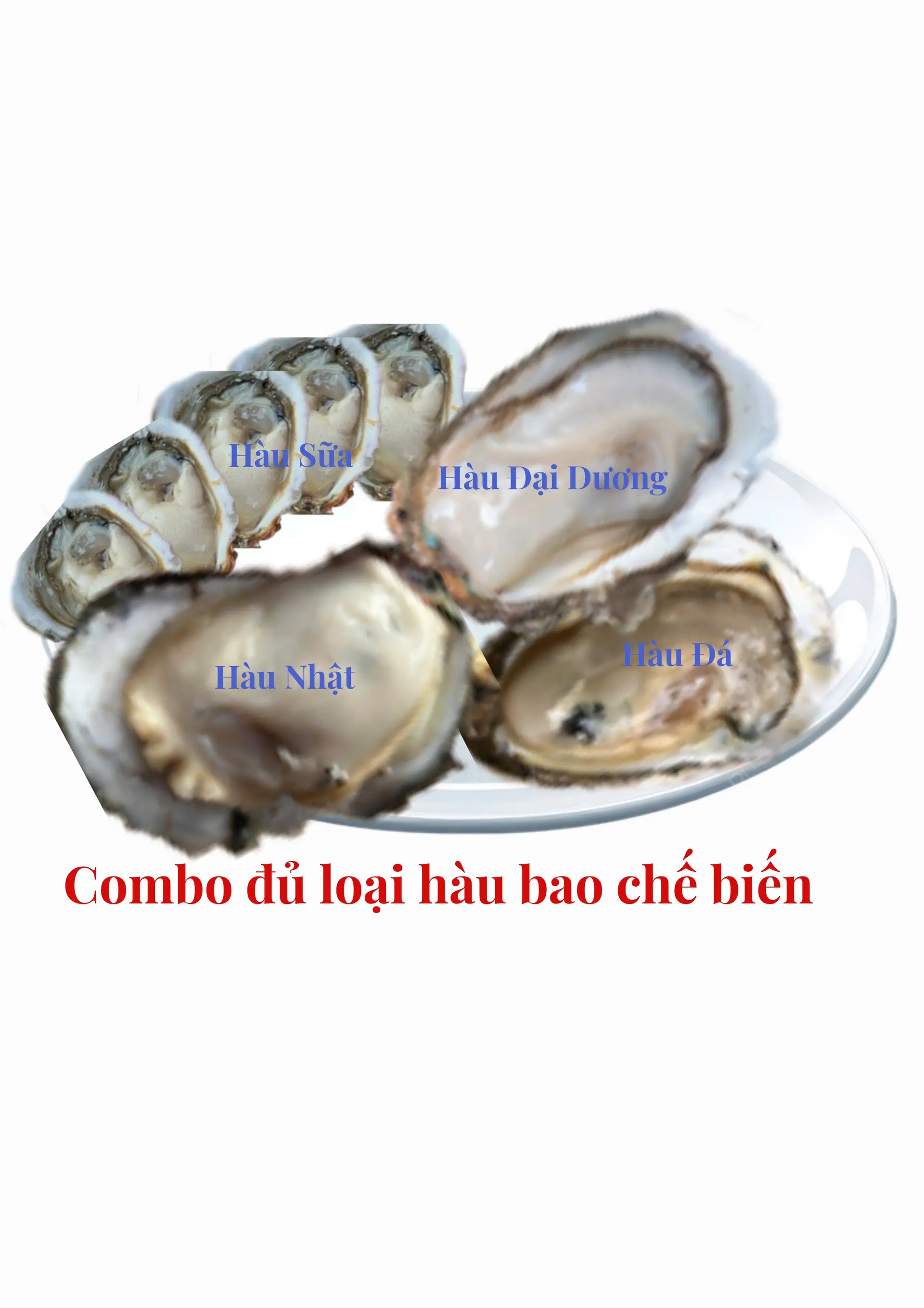 Hình ảnh Combo 4 loại hàu hấp(hôm nay thay hàu Nhật = hàu Đại Dương)