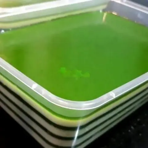 Hình ảnh Râu câu da lợn - nhỏ