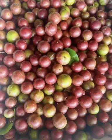Hình ảnh Trái Hồng Quân - 500g