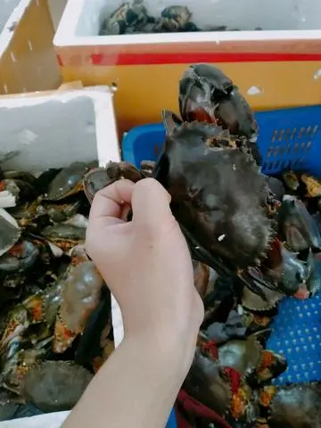Hình ảnh thịt 4con kg cua sống bao ăn 
