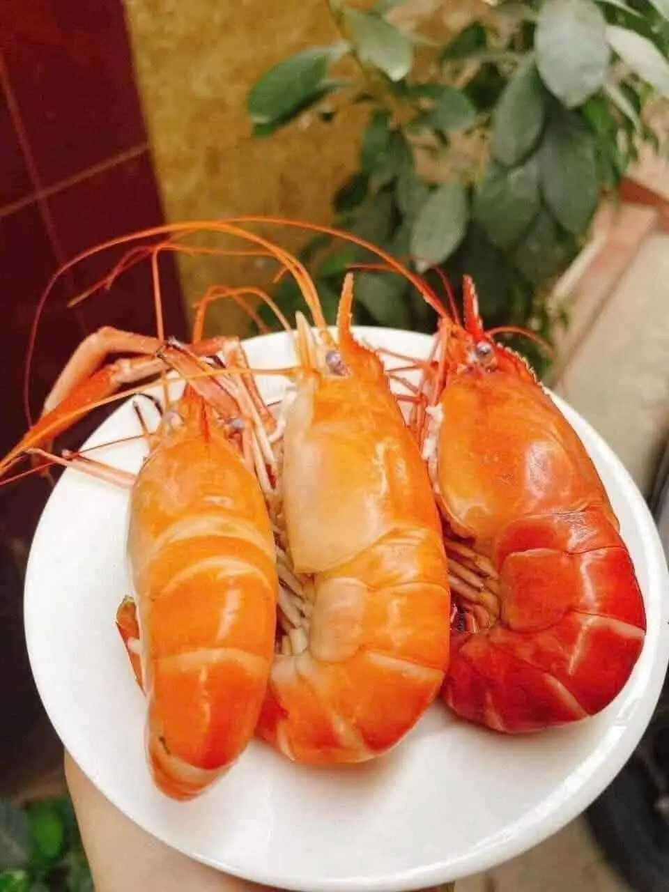 Hình ảnh TÔM CÀNG XANH HẤP GỪNG Phần 0.5kg