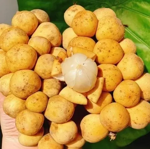 Hình ảnh Bòn Bon Thái (hộp 350g)