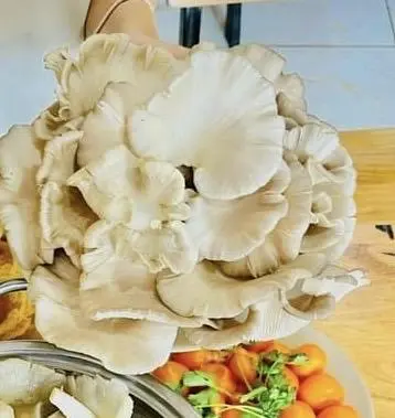 Hình ảnh Nấm thêm