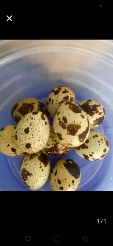 Hình ảnh trứng cút luộc 