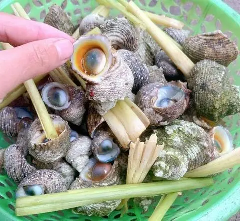 Hình ảnh ❌ Ốc Mặt Trăng Hấp Sả❌