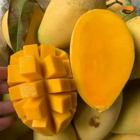 Hình ảnh XOÀI CÁT CHU CHÍN HỘP 