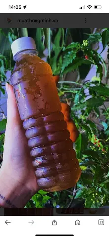 Hình ảnh sâm bông cúc lạnh 