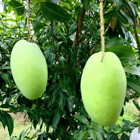 Hình ảnh Xoài Xanh 1kg