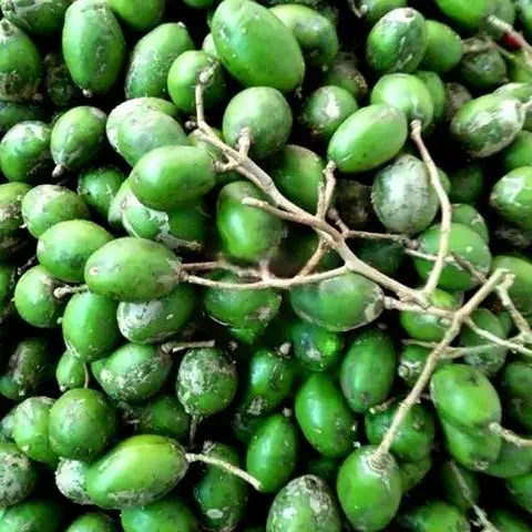 Hình ảnh Cóc Non 