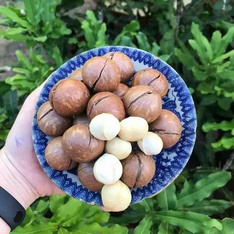 Hình ảnh Hạt MatCa Đắc Lắc-hũ 500G