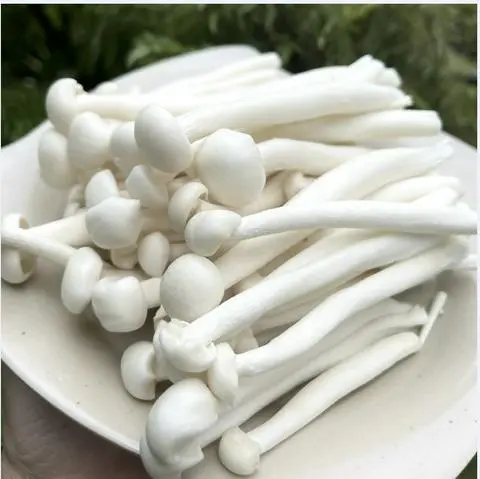 Hình ảnh Nấm Bạch Tuyết 