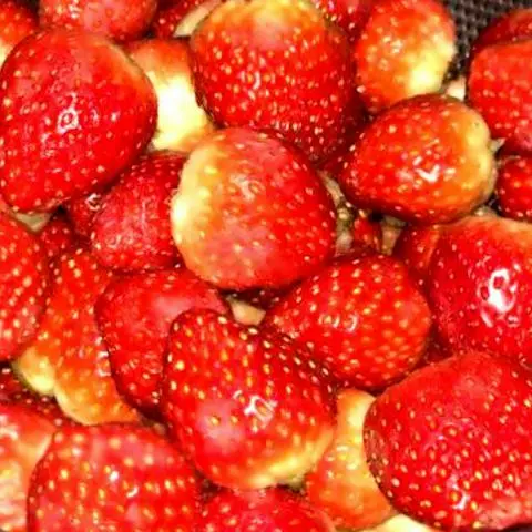 Hình ảnh Dâu Đà lạt