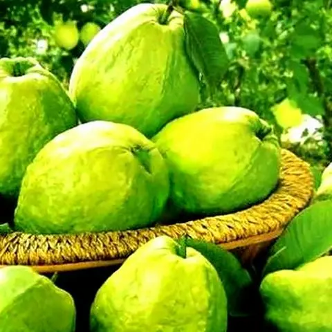 Hình ảnh Ổi khay
