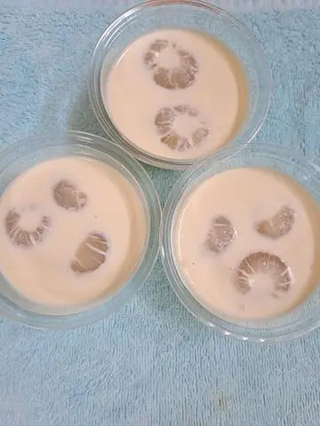 Hình ảnh best seller khúc bạch vải