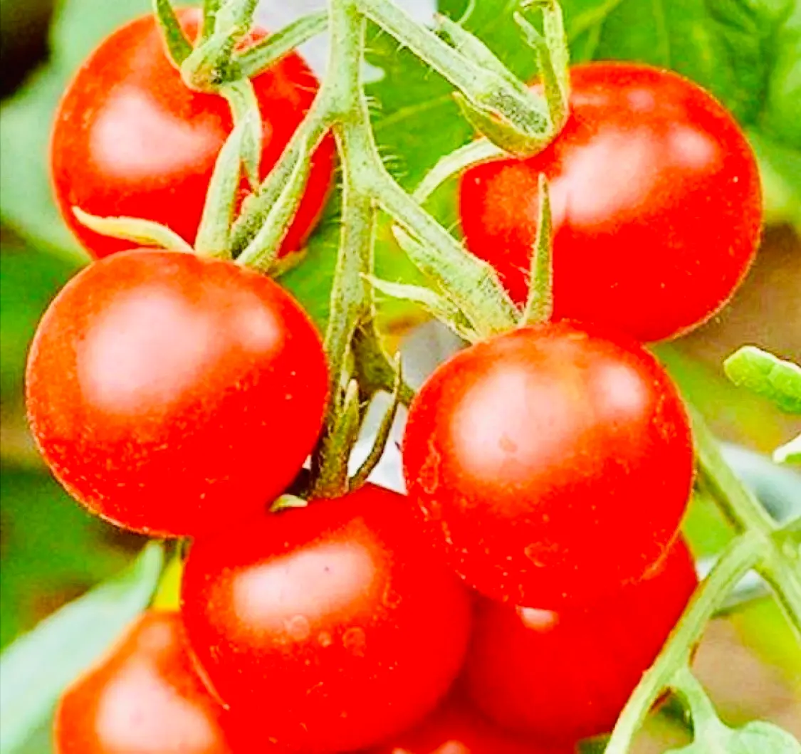 Hình ảnh Nước ép cà chua