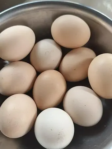Hình ảnh Hột gà vữa