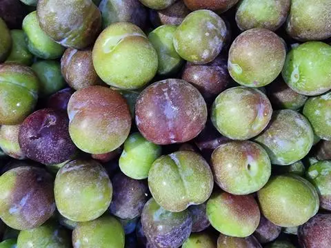 Hình ảnh Mận Cơm Chấm muối Tây Ninh