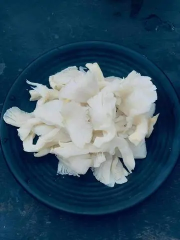 Hình ảnh nấm bào ngư 