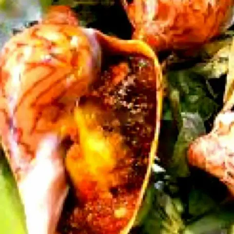 Hình ảnh Ốc giác nướng muối ớt