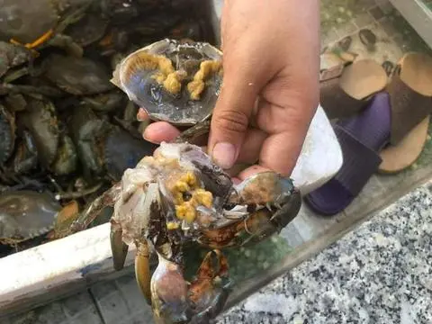 Hình ảnh cua thịt nhỏ rang muối 3 con