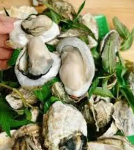 Hình ảnh Hàu hấp sả 10 con tặng 2 con
