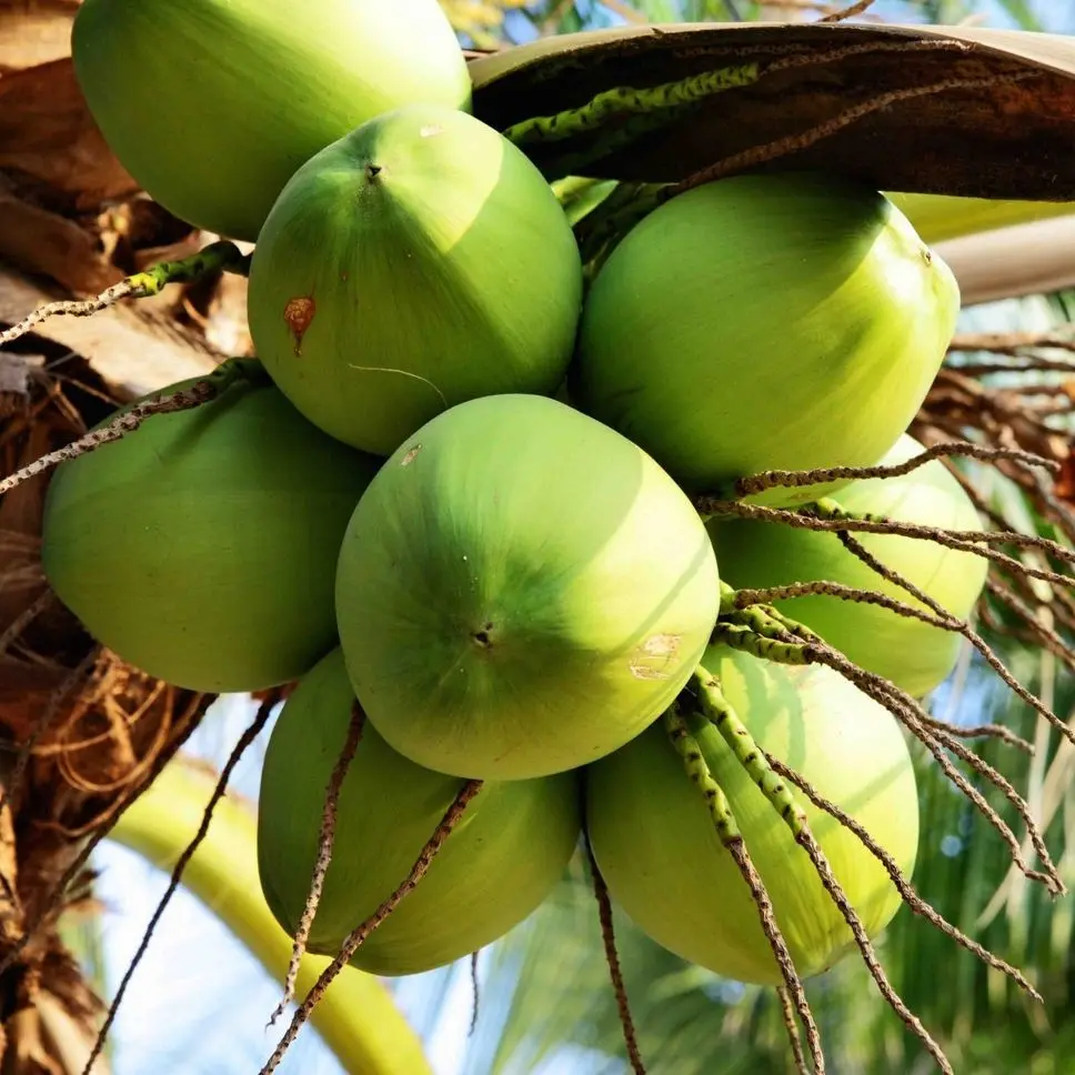 Hình ảnh Dừa Xiêm (bổ ra cốc kèm cùi non)