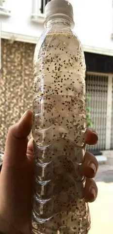 Hình ảnh Nha đam hạt chia