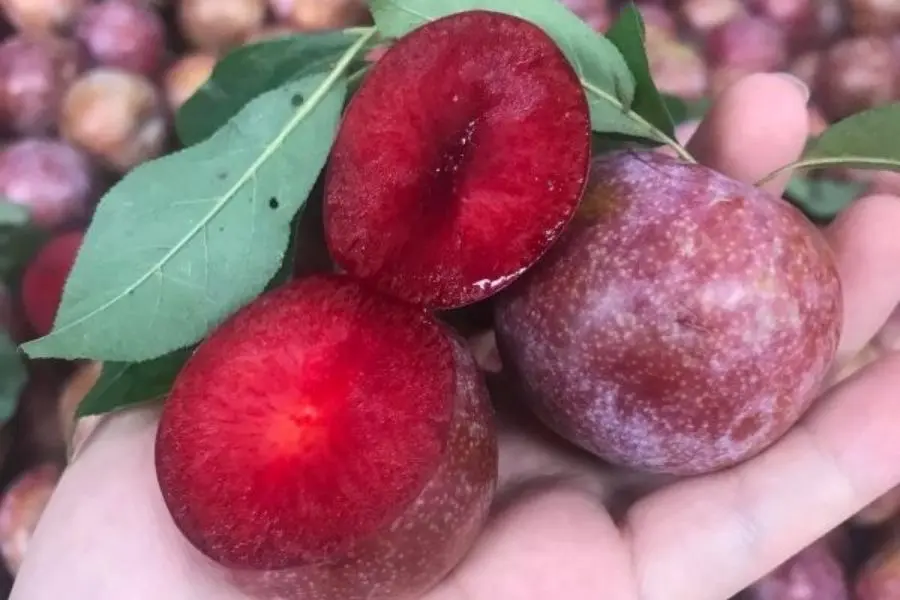 Hình ảnh Mận Hà Nội hộp 450gram
