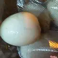 Hình ảnh Trứng gà lạc