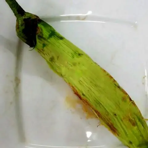 Hình ảnh Cà tím nướng trái lớn