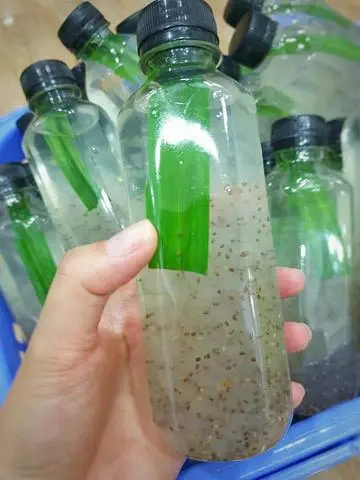 Hình ảnh Nha Đam Hạt Chia