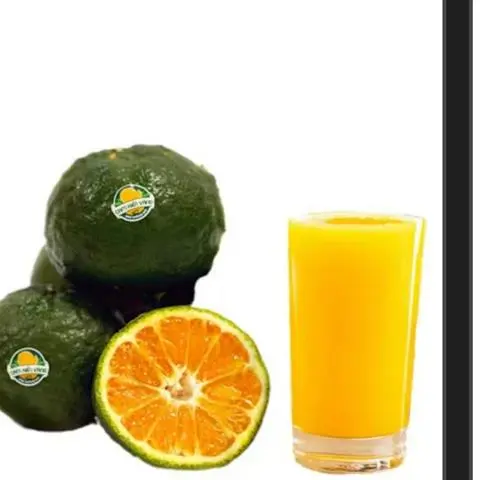 Hình ảnh cam vắt sữa
