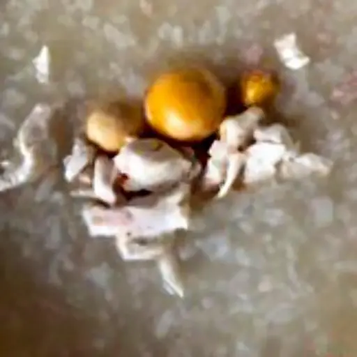 Hình ảnh Cháo em bé