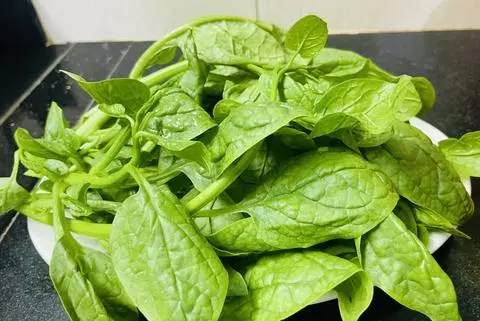 Hình ảnh Rau Mồng Tơi 