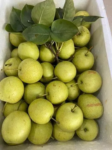 Hình ảnh Lê Tai Nung 1kg