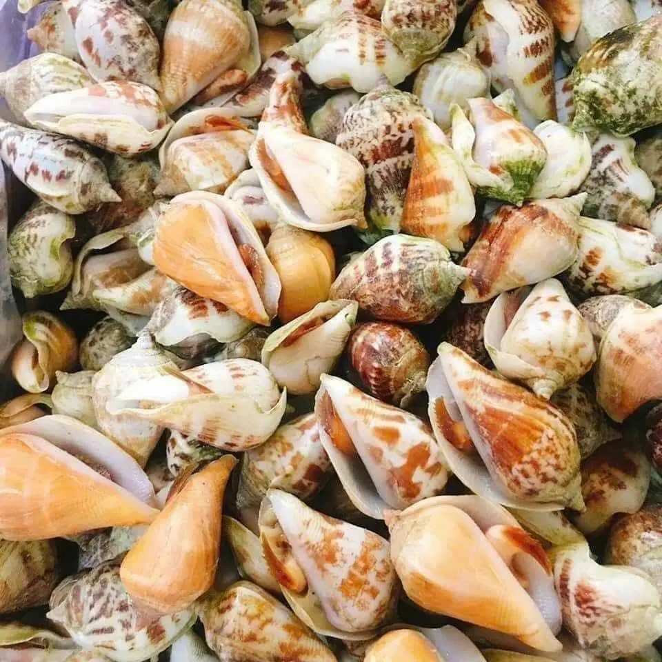 Hình ảnh Ốc Nhảy xào bơ tỏi - NỬA KG