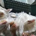Hình ảnh Bánh tráng dẻo sa tế 1 xâu
