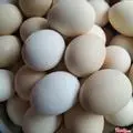 Hình ảnh Trứng Gà Vữa Lắc