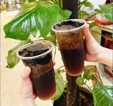 Hình ảnh nước sâm hạt chia