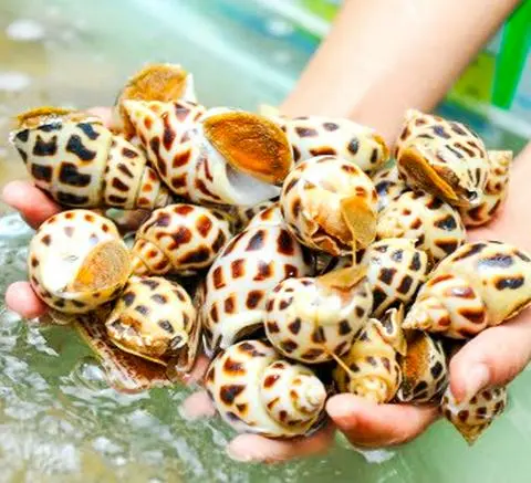 Hình ảnh Ốc hương sốt XO