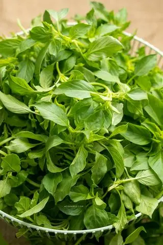 Hình ảnh Lá É Trắng